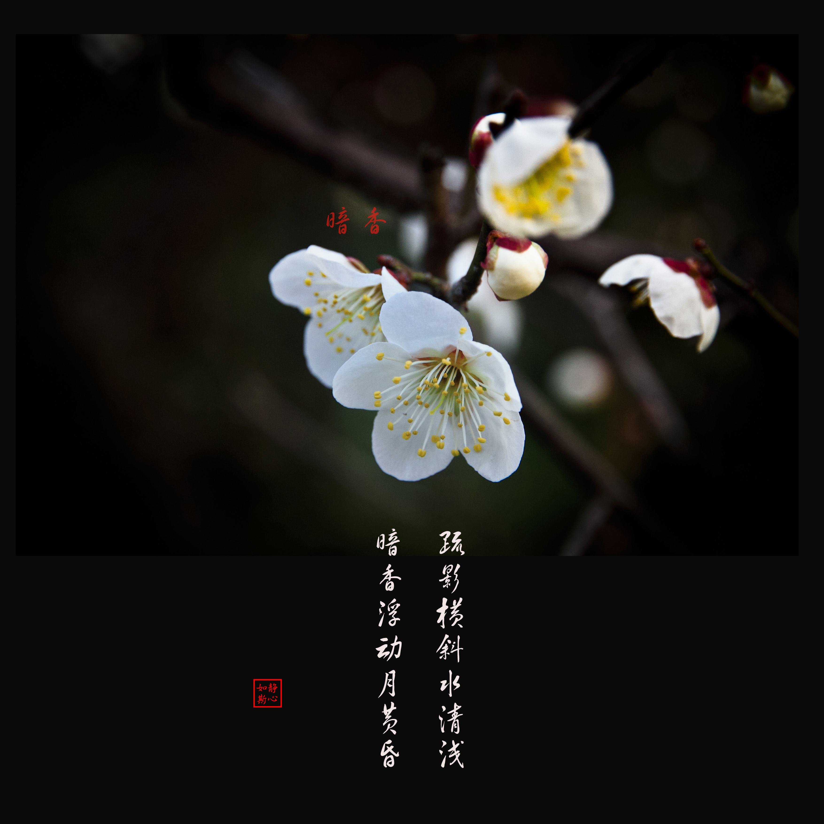 翻唱 暗香-《金粉世家》主题曲-苏苏翻唱  灵感 歌词