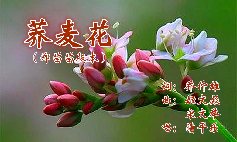 荞麦花(郑苗苗版) - 清平乐(原shuyi) - 5sing中国