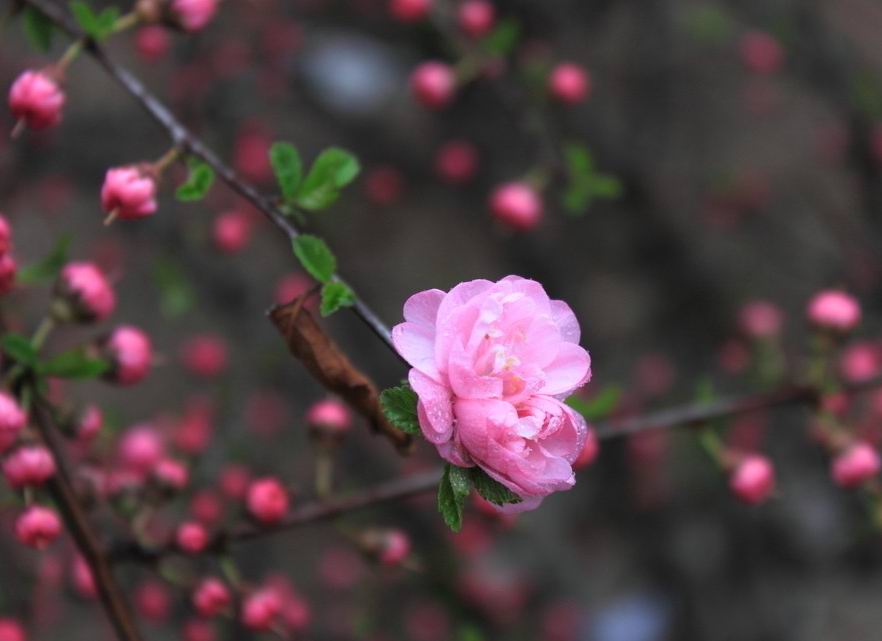 江南一枝花简谱_一枝花二胡简谱