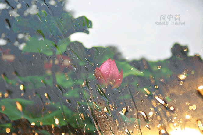 雨荷