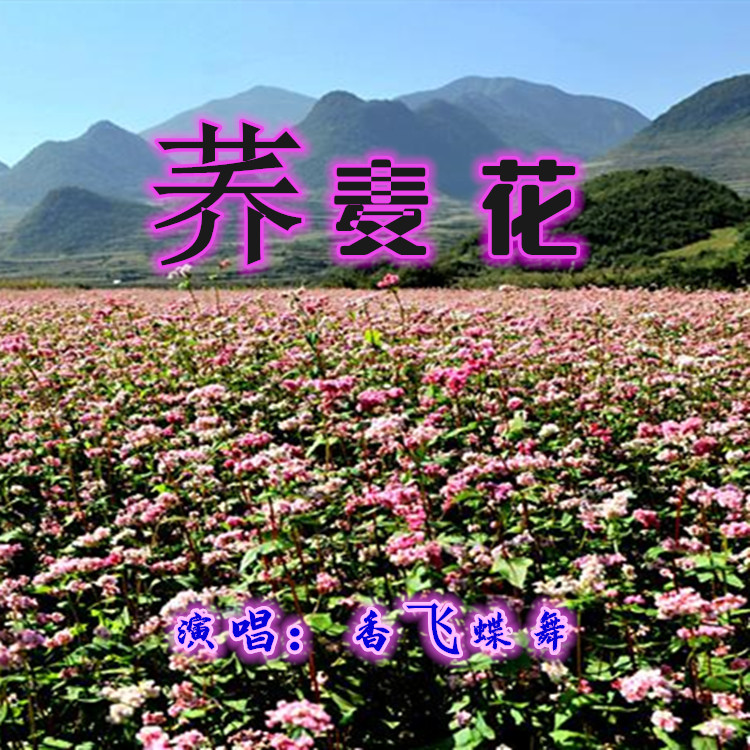 简谱一荞麦花_荞麦花简谱歌谱