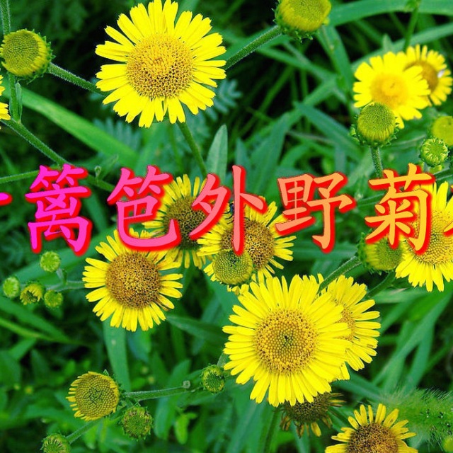 竹篱笆外野菊花 - 我的相册 - 阳光a音乐的相册 - 5