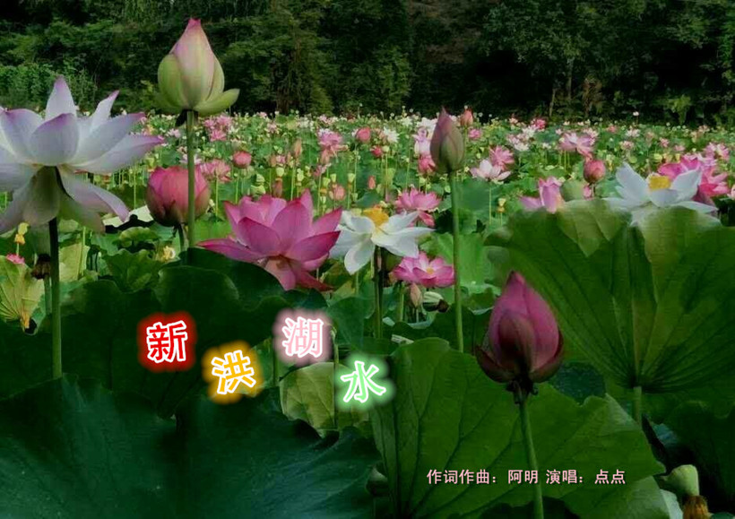 新洪湖水(点点)