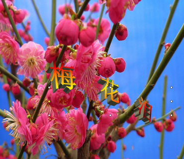 梅花泪曲谱大全_梅花泪图片大全大图(3)