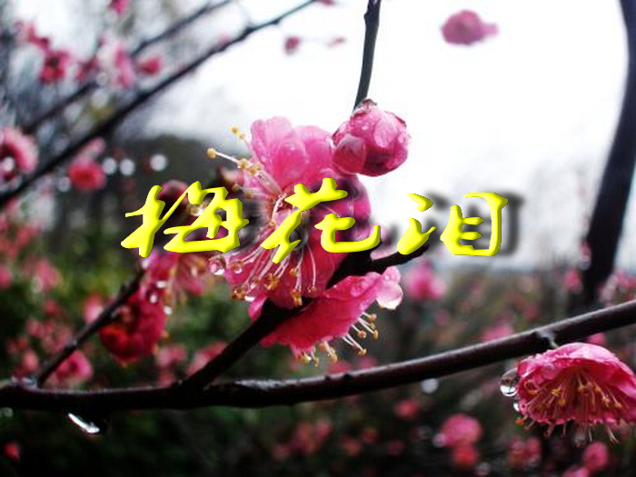梅花泪(电吹管版)