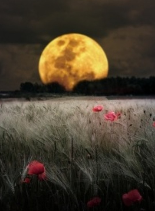 月夜的草原 醉人的天堂