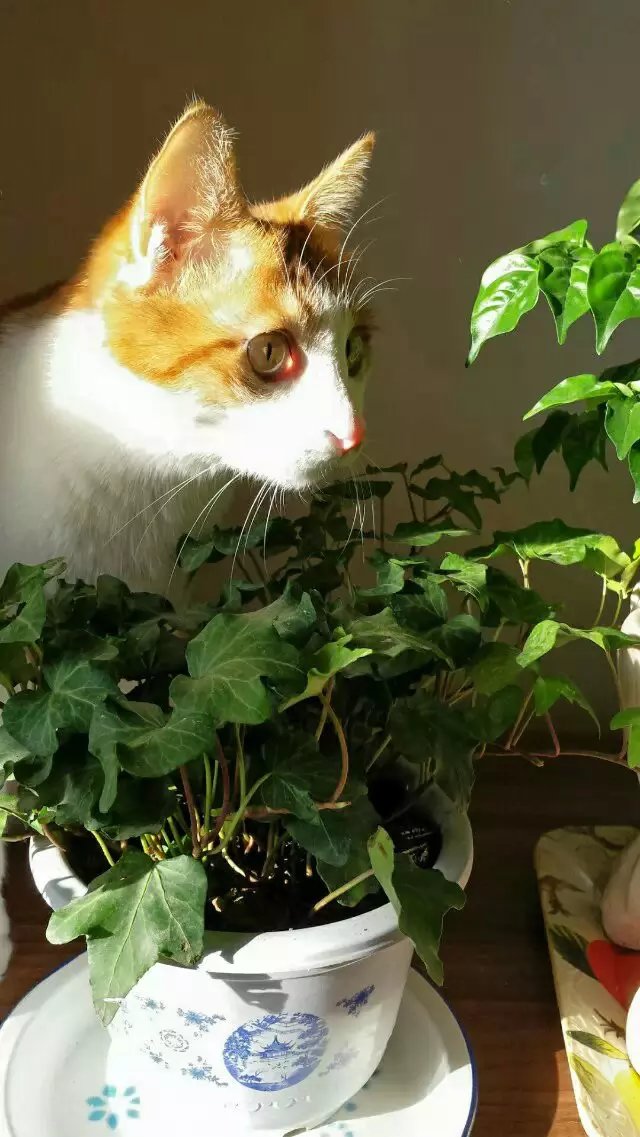 小花猫儿歌简谱_小花猫喵喵叫儿歌简谱(3)