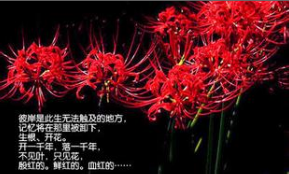 彼岸花 5fc05aec0aedcdc6502fcd0c8d77fd32.png