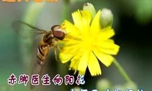 赤脚医生向阳花简谱_赤脚医生向阳花图片