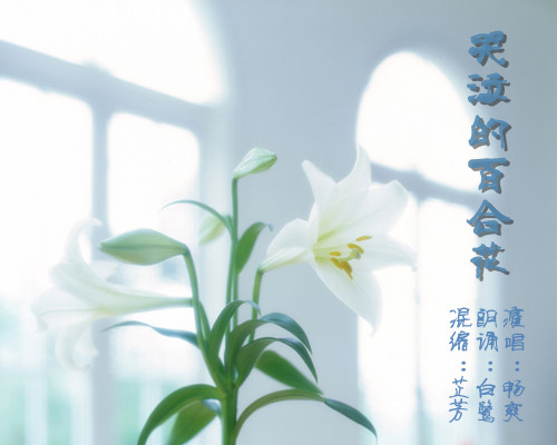 哭泣的百合花(白鹭&畅爽)