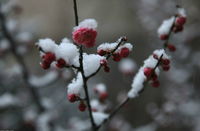 今夜北方飘着雪花简谱_今夜无眠简谱(2)