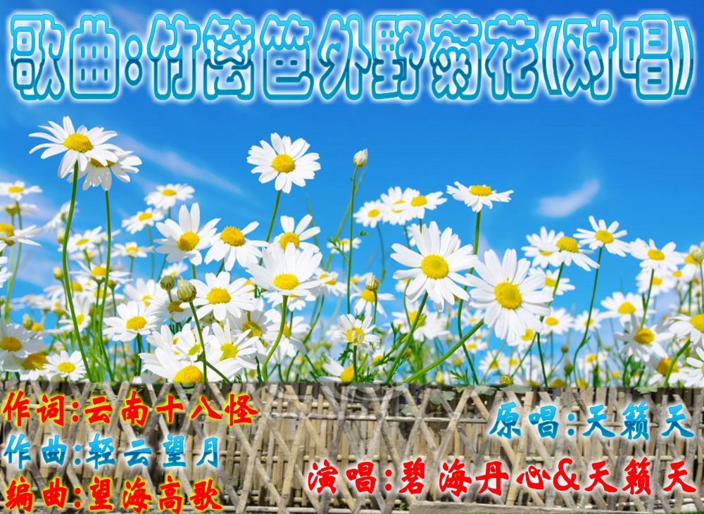 竹篱笆外野菊花简谱_野菊花图片