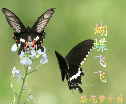 蝴蝶飞飞(歌曲旁白 梨花梦中香的近况 5sing中国原创音乐基地