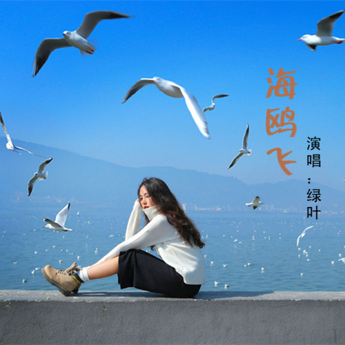 海鸥飞