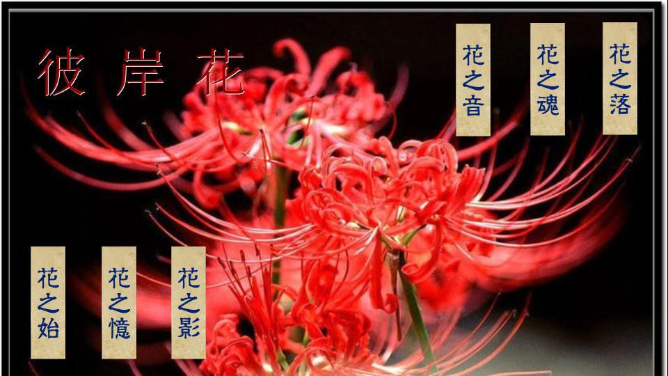 原创 我的彼岸花  高福友老师音乐空间感谢词曲老师!