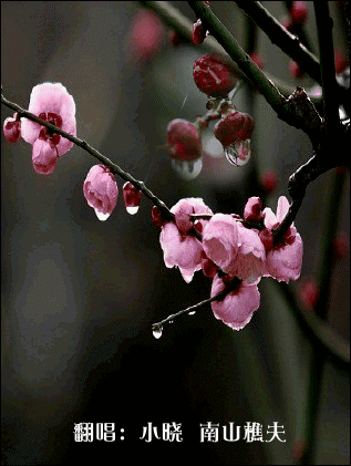 梅花泪