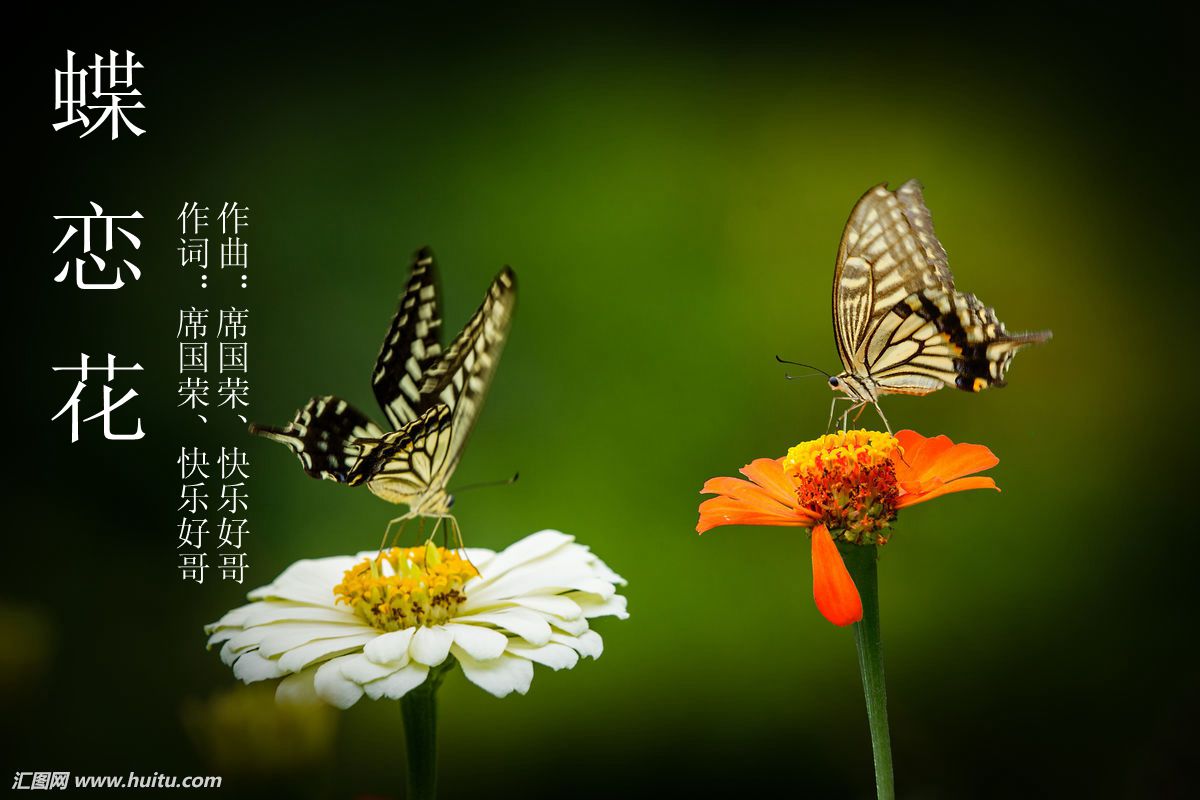 《蝶恋花》席国荣,快乐好歌老师作品