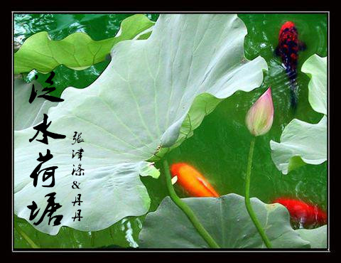 翻唱 泛水荷塘(张津涤vs丹丹)
