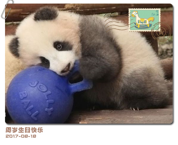 《成实的歌》熊猫小灰灰1周岁生贺歌曲 - Eryn