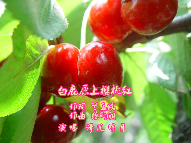 白鹿原上樱桃红