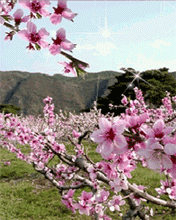 悠悠桃花情简谱_桃花简笔画