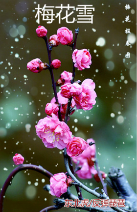 梅花雪(vs东北虎)