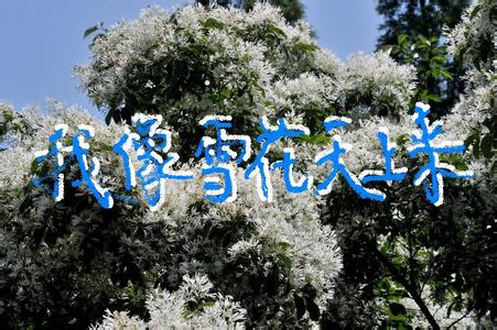 我象雪花天上来简谱_我像雪花天上来简谱