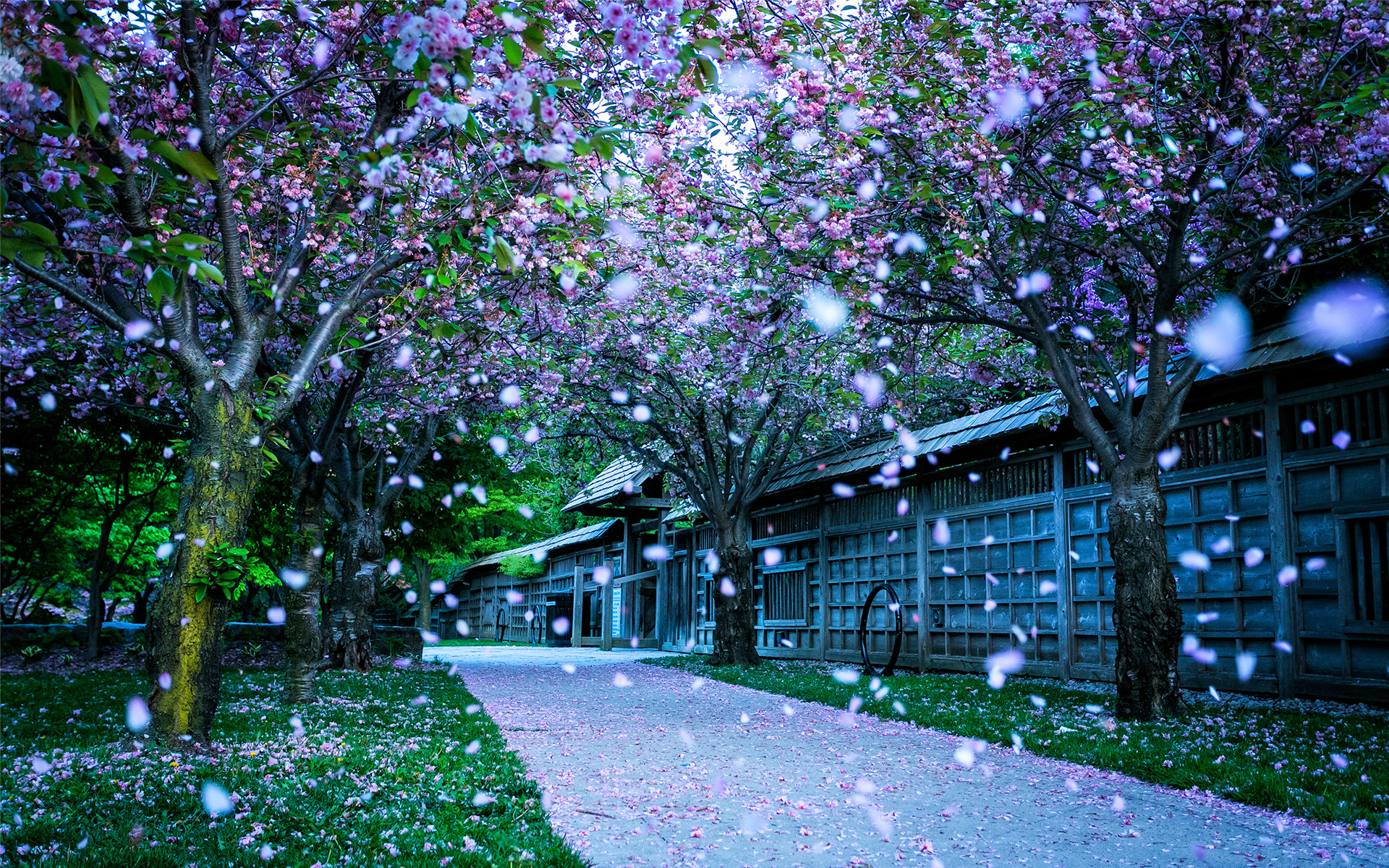 这里有世界三大赏樱胜地之一，与日本的弘前樱花园、美国的华盛顿樱花园齐名。