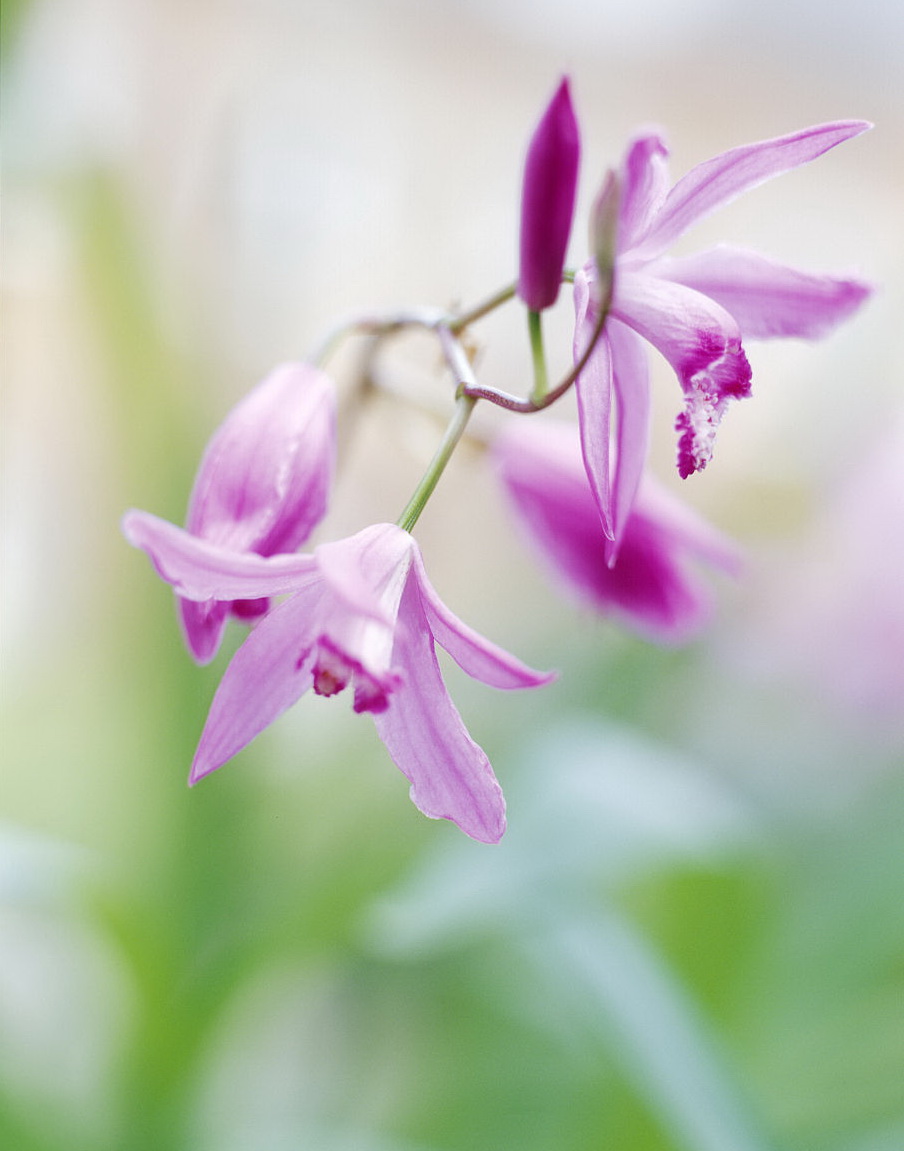 紫兰の花